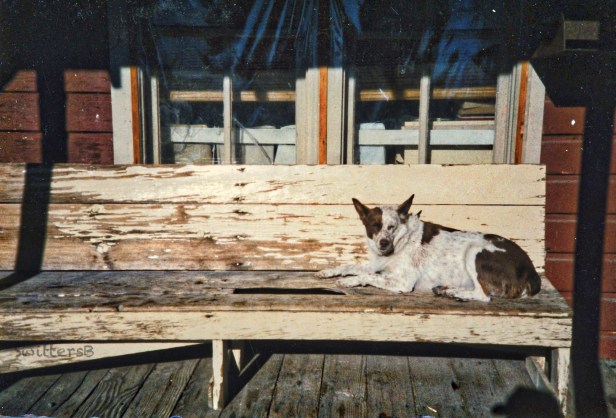 Camp-Dog-Frenchglen-SwittersB