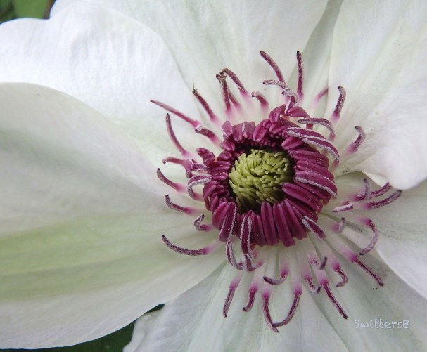 Clematis-backyard-Spring-SwittersB