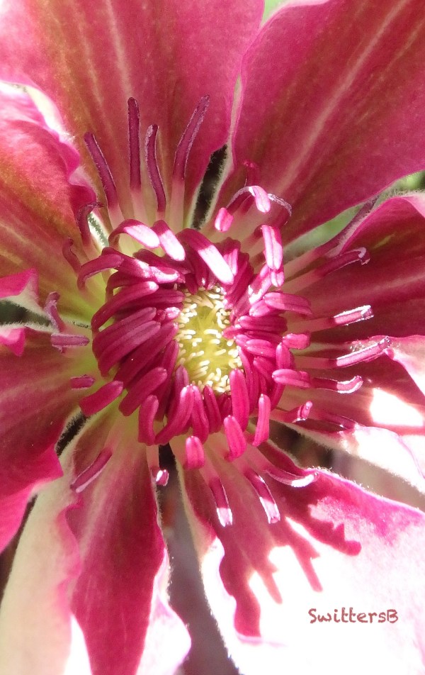 clematis-unfolding-SwittersB