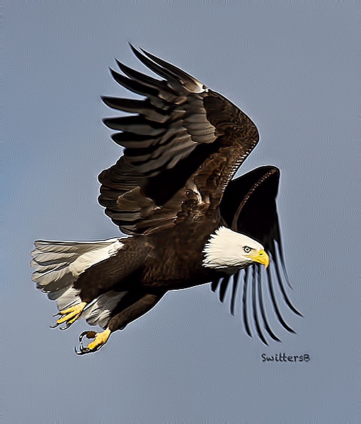 eagle taking off-Oregon-SwittersB