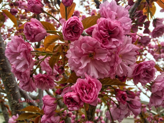 Easter Blossoms-Molly 2017-SwittersB