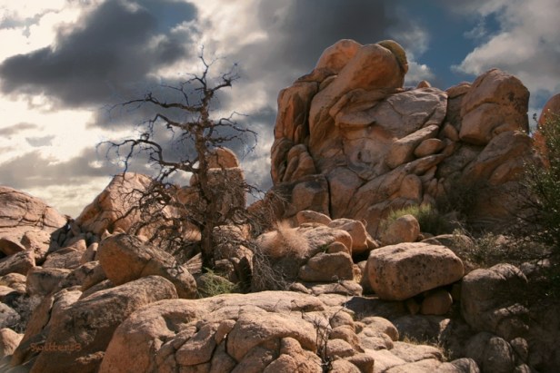 Rock formation-snag tree-California-SwittersB