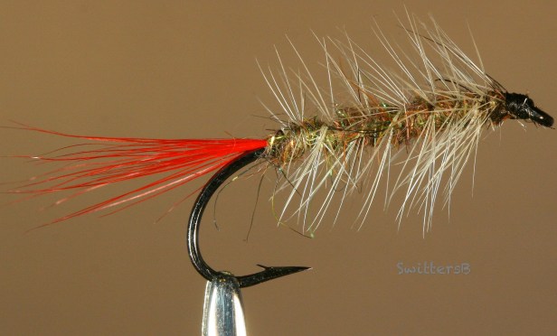 woolly worm-red tail-SwittersB