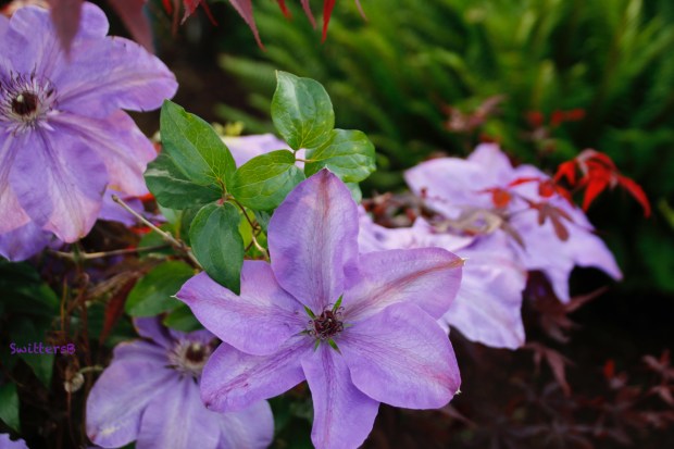 clematis-japanese maple-SwittersB