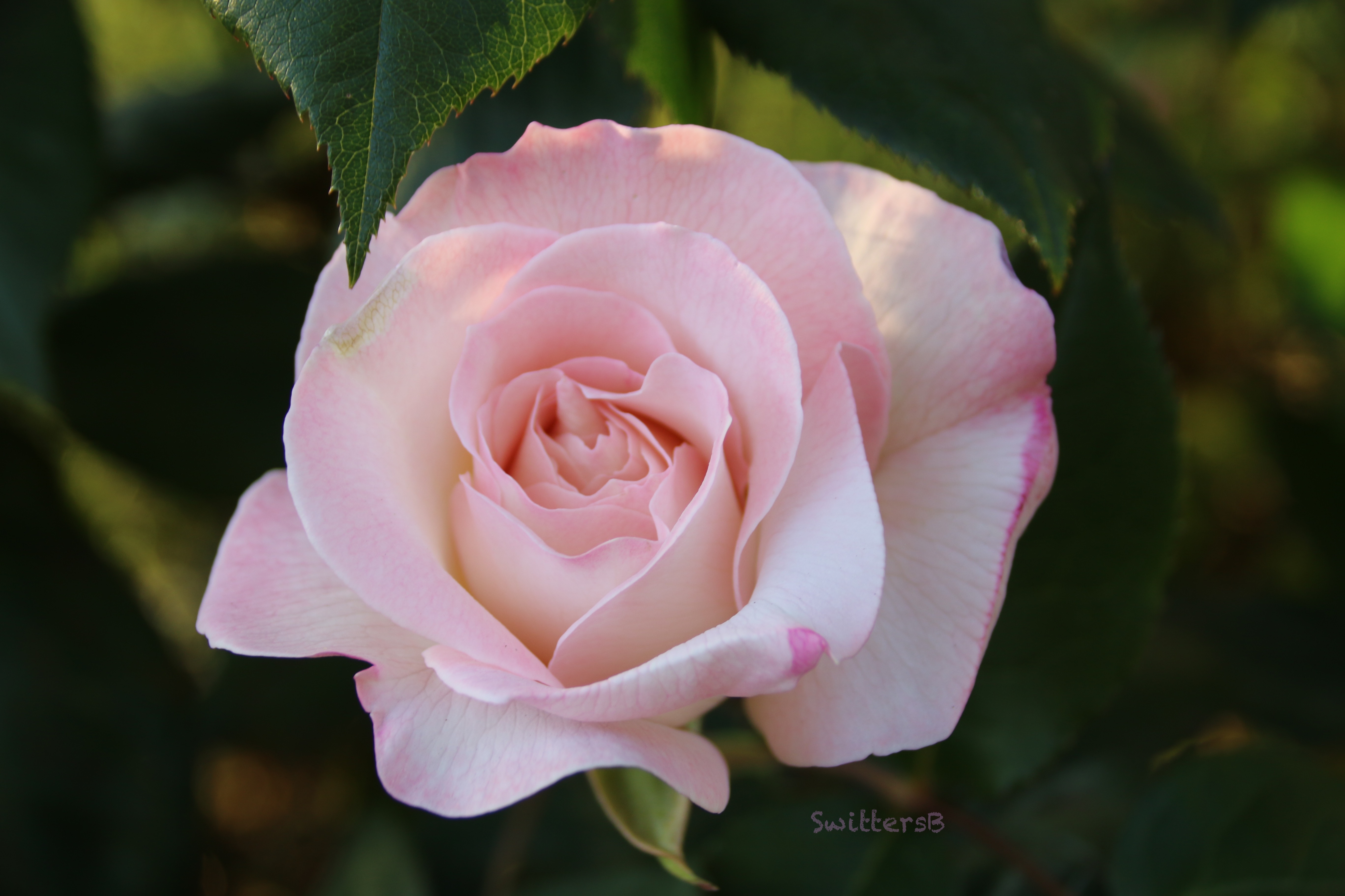 First Rose of Spring… – SwittersB & Exploring