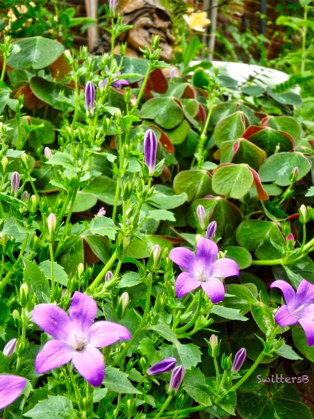 flowers-gnome-SwittersB