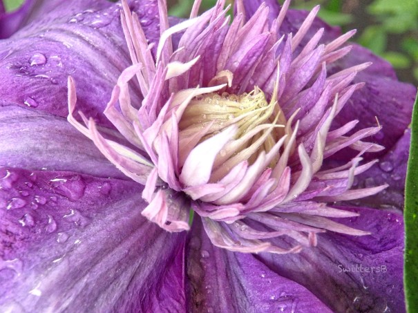 Mother's Day Clematis-SwittersB