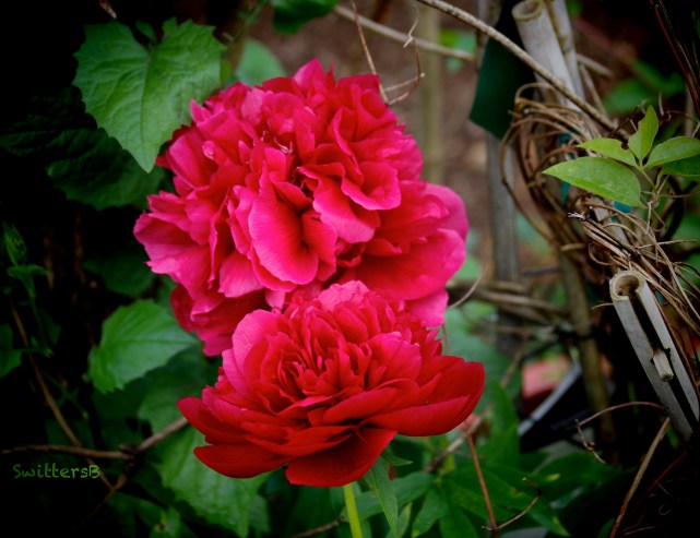 Peony-Garden-SwittersB