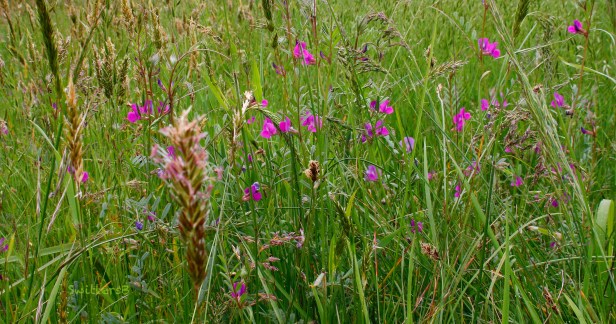 Tall Grass and flowers-SwittersB