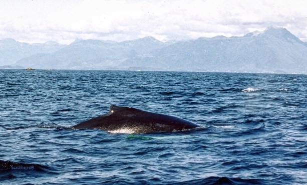 whale-sitka-alaska-SwittersB