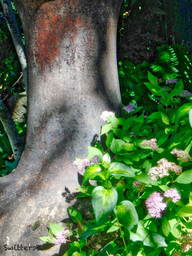 Beech Tree-hydrangea-Oregon-SwittersB