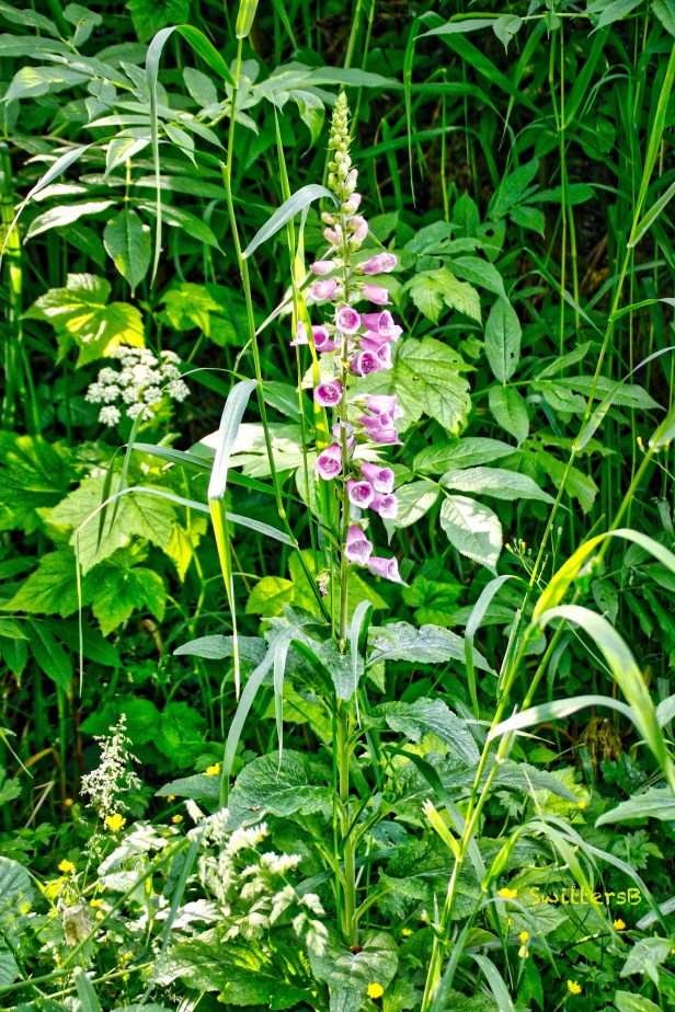 Foxglove-Color-Vegetation-woods-SwittersB