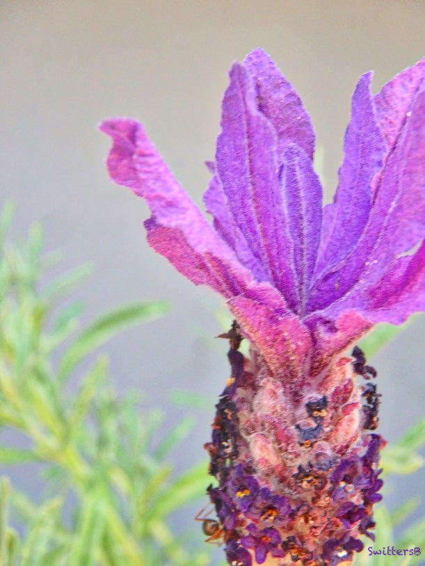 Lavender-spider-SwittersB