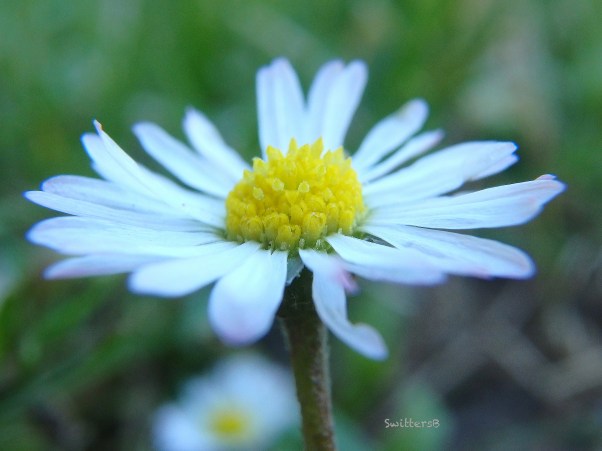 little daisy-grass-SwittersB