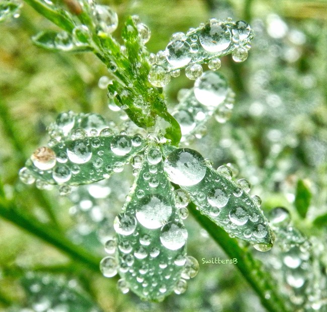 water drops-leaf-SwittersB-weed