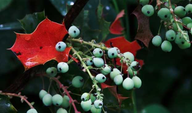 Wetland-Red leaf-berries-Oregon grape-SwittersB.jpg