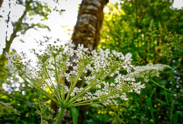 wild carrot-queen anne's lace-oregon-SwittersB