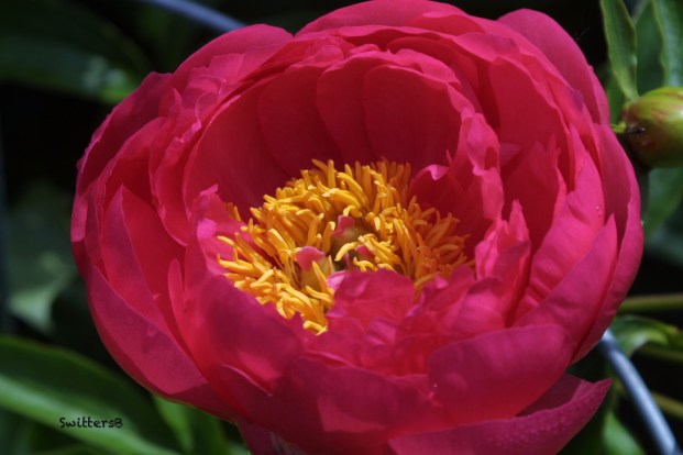 beautiful rose-SwittersB