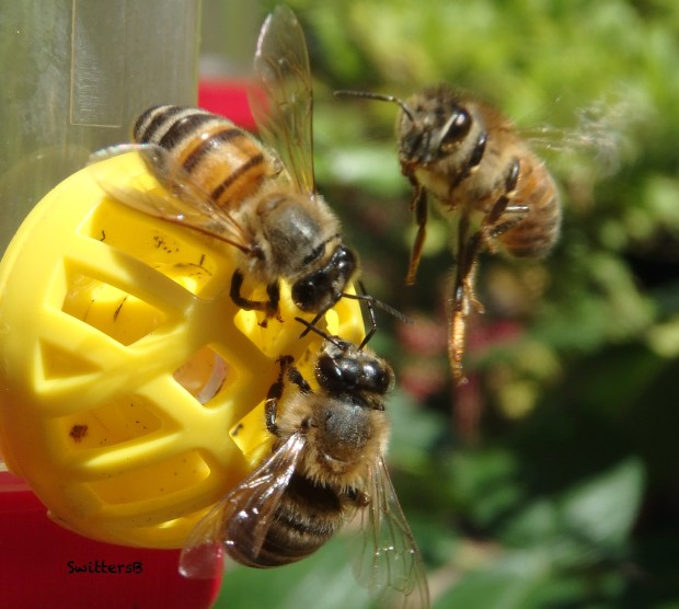 bees-hummingbird feeder-SwittersB