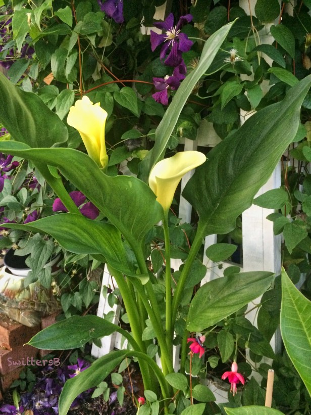 clematis-Fuchsia-SwittersB