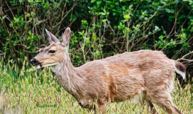 coastal black tail deer-Gearhart-Oregon-SwittersB