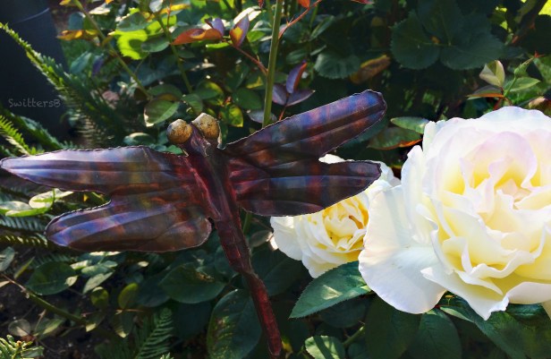 dragon fly-white roses-garden-Oregon-SwittersB
