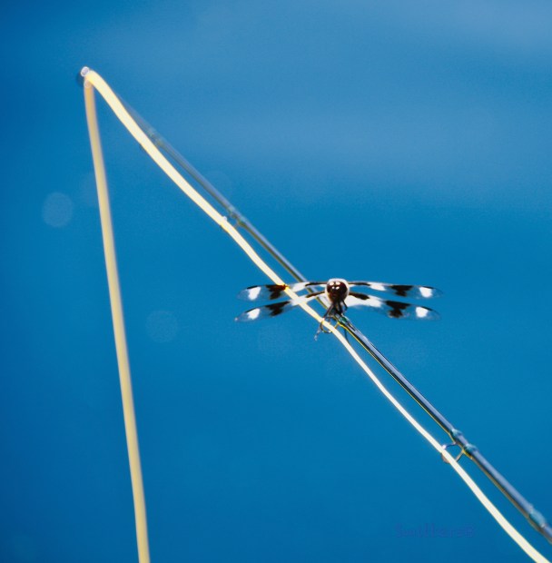 Fly Fishing-Dragon fly-SwittersB