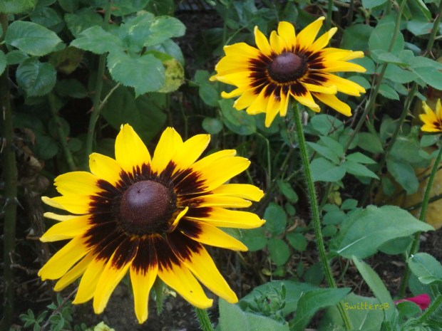 garden flowers-SwittersB