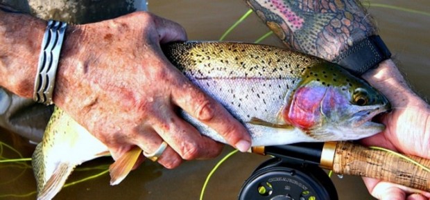 Natural Beauty-Trout-SwittersB