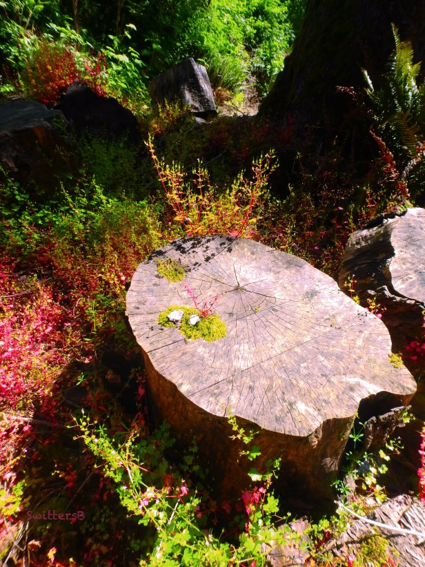 old round-wood-colorful-SwittersB