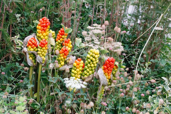 overgrown garden-SwittersB