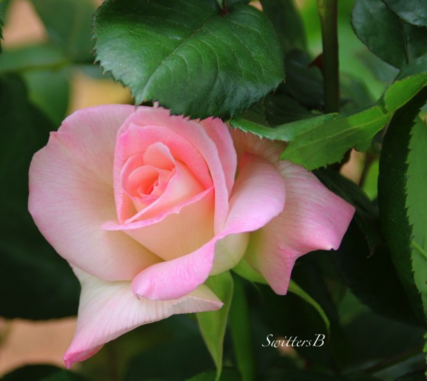 Pink Rose-Beauty-SwittersB2
