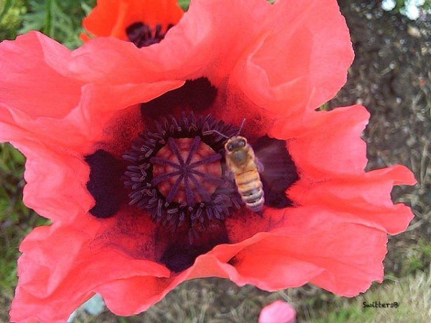 poppy-honey-bee-2 swittersb