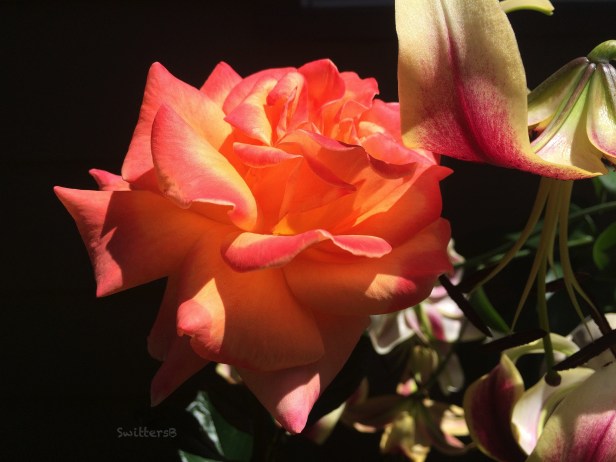 Rose-Lilly-garden-SwittersB