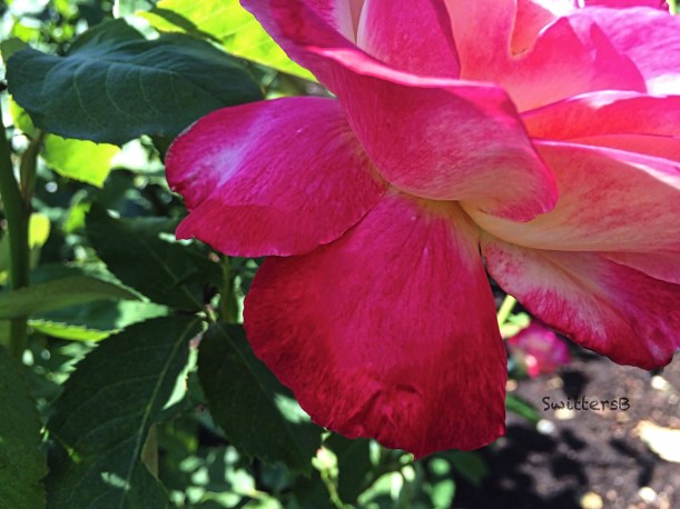 rose petals-flowers-SwittersB x-