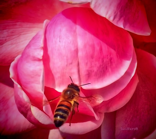 bee-pink rose-SwittersB