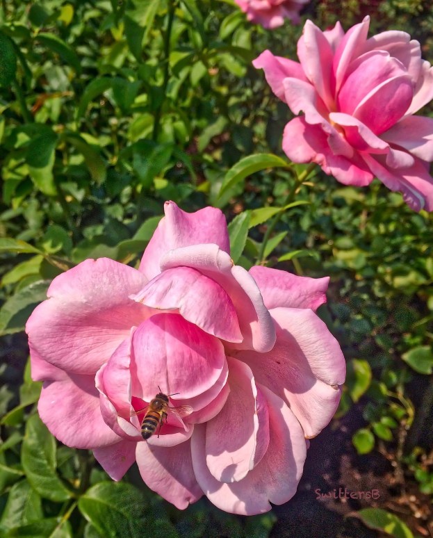 bee-pink roses-SwittersB 2.jpeg