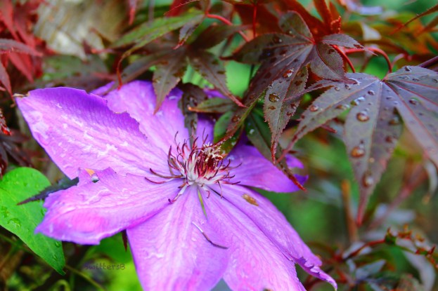 clematis-japanese maple-water drops-SwittersB