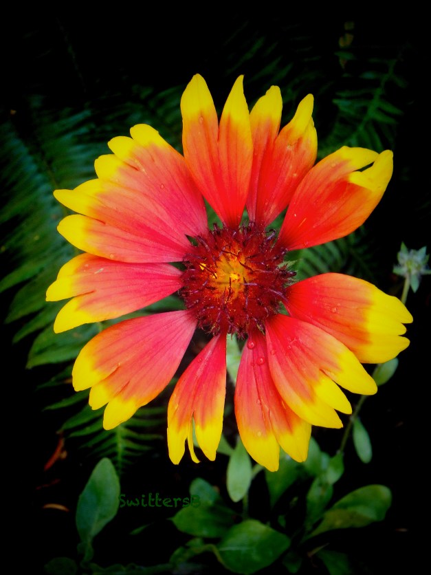 flower-garden-SwittersB