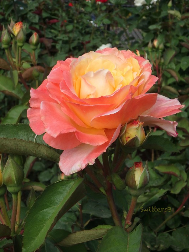 luscious rose-garden-SwittersB