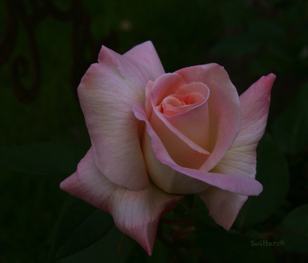 pink rose--morning-backyard-SwittersB