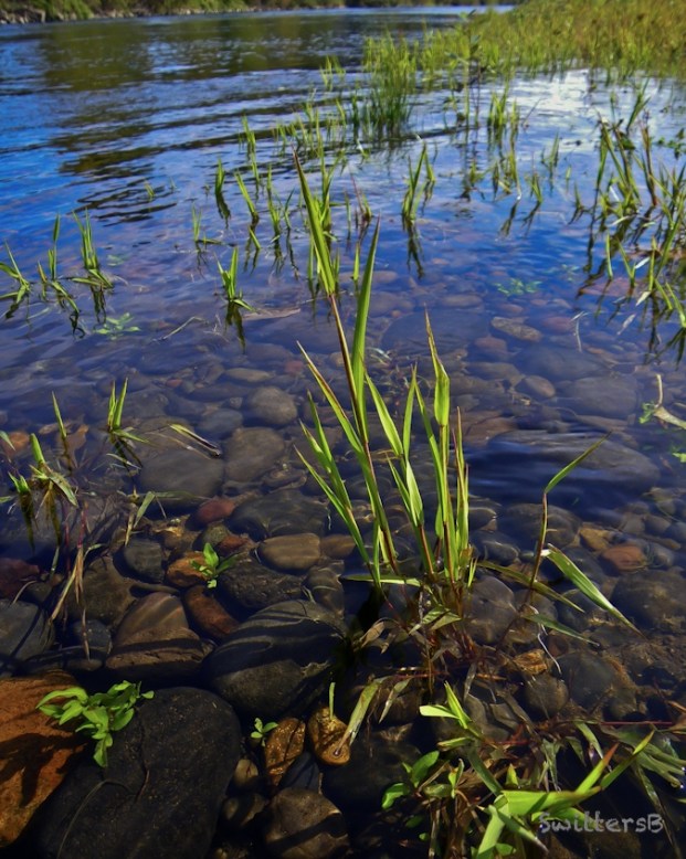 river-rocks-Oregon-SwittersB 2