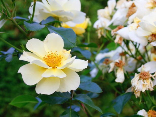 white rose-dead roses-SwittersB 2