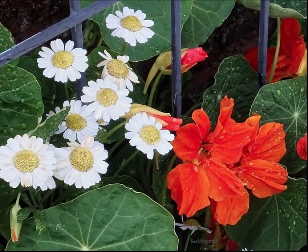 daisies-nasturtiums-leaves-SwittersB