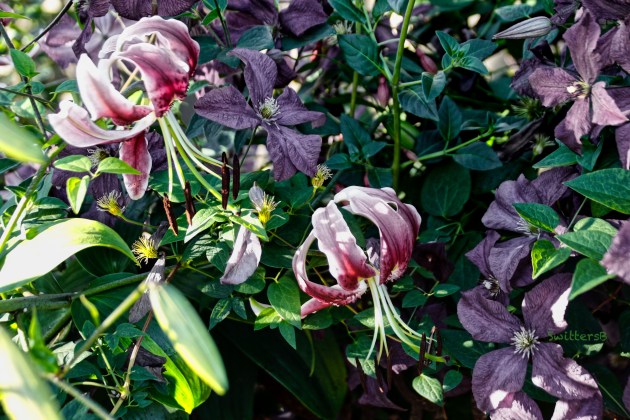 lily-clematis-fuchisa-SwittersB