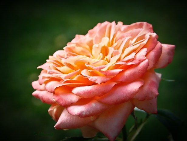 many petals-rose-SwittersB-3