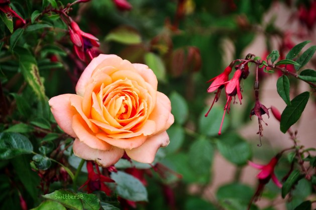 peach rose-fuchsia-SwittersB