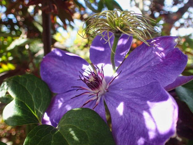purple clematis-second blooms-SwittersB