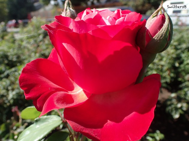 Rose-bud-spider web-SwitersB