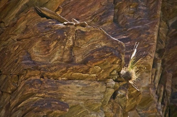 tuft of grass-cliff-desert-SwittersB